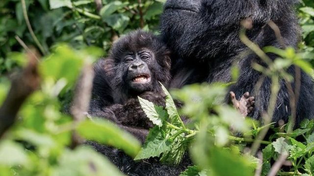 Mountain Gorillas
