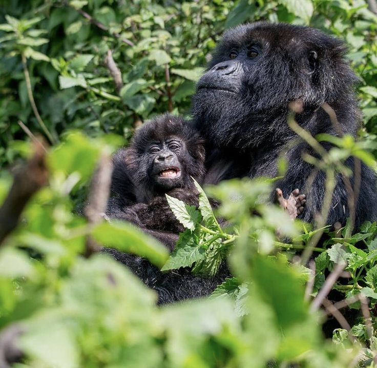 Mountain Gorillas